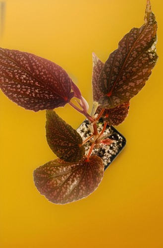 Rare live plant - rare, begonia