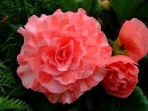 Begonia double imported flower - double,
